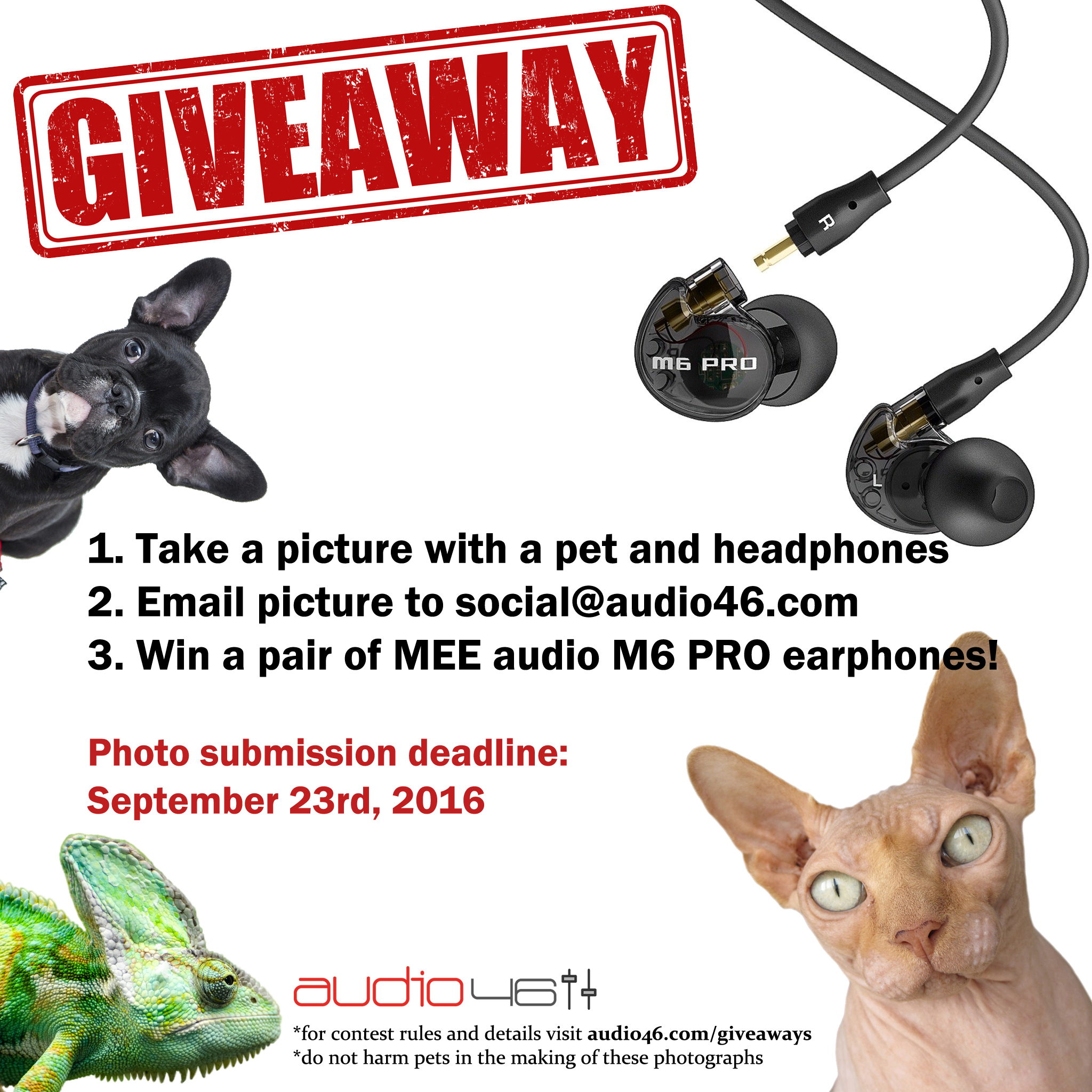 Headphone Pet Picture Giveaway